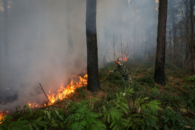 ۱۳ هزار مترمربع از اراضی جنگلی لاکان رشت طعمه حریق شد
