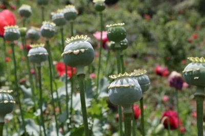 کاهش کشفیات تریاک، صنعت داروسازی را به دردسر انداخت/ باید این ماده مخدر را وارد کنیم یا خشخاش بکاریم؟