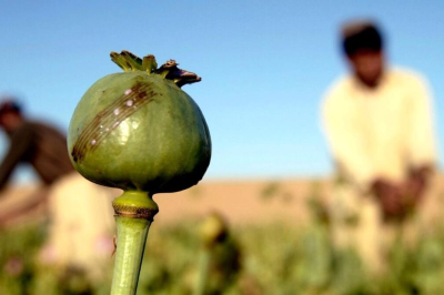 قطع سهمیه داروی ترک اعتیاد/ تریاک گران شد، اپیوم نایاب!