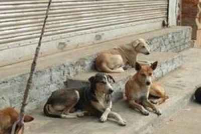 مدیر شبکه بهداشت بر لزوم جمع‌آوری سگ‌های بلاصاحب تاکید کرد