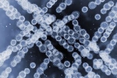 هشدار آژانس بهداشت اتحادیه اروپا؛ یک قارچ مقاوم به دارو به‌سرعت در بیمارستان‌ها در حال گسترش است