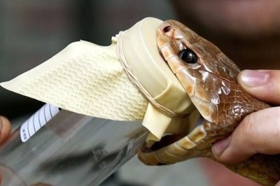 ثبت نخستین موارد درمان گزش 