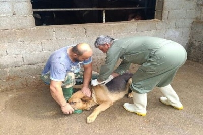 اقدامات دامپزشکی گیلان برای پیشگیری از هاری