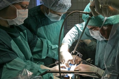 برای اولین بار در جهان، کبد یک خوک به بدن انسان پیوند زده شد