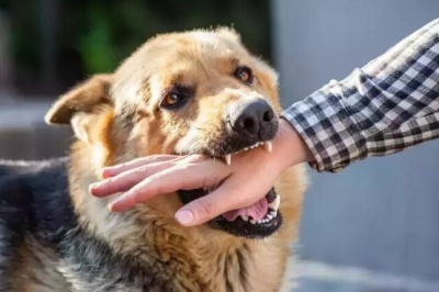 شیوع هاری در گیلان سرعت گرفت