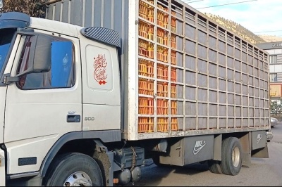 توقیف محموله مرغ زنده بدون مجوز حمل و بهداشت در رودبار