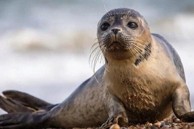 افتتاح نخستین مرکز تخصصی حفاظت و تیمار فک خزری در گیلان