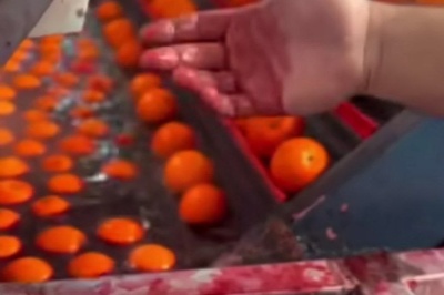 واکنش سازمان غذا و دارو به رنگ‌کردن پرتقال‌ها/خطر پرتقال‌های رنگ‌شده برای مردم چیست؟