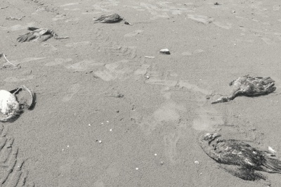 ماجرای تلفات پرندگان مهاجر در ساحل چابکسر چه بود؟