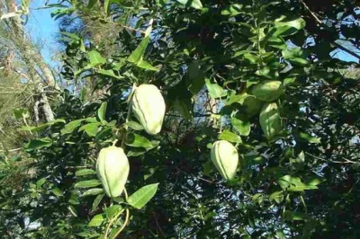 همدلی طبیعت‌دوستان برای رهایی پارک ملی بوجاق از آروجیا